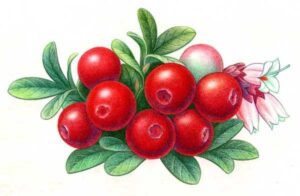 Red Whortlberry